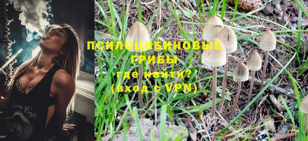 индика Новодвинск